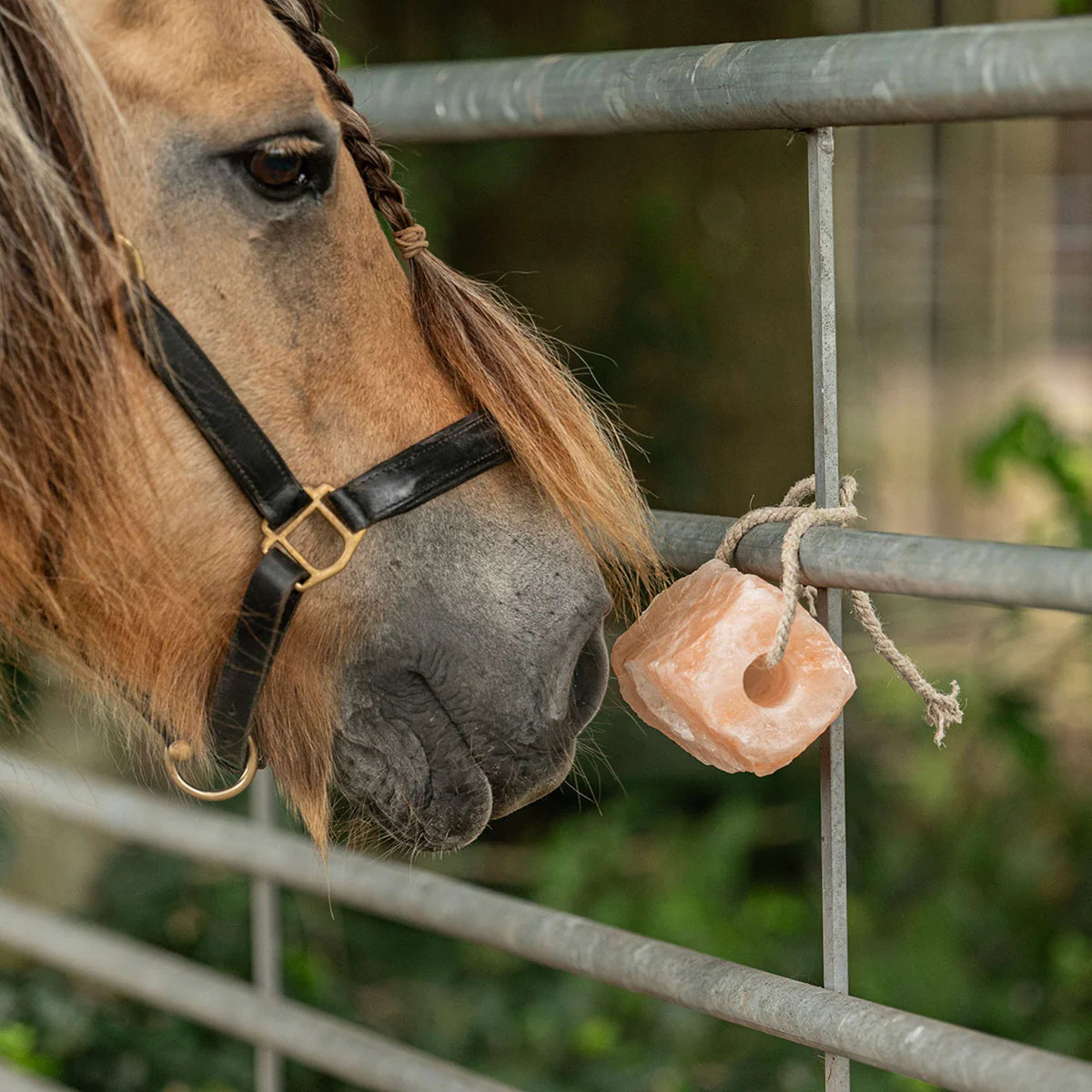 Pierre de sel à Lécher Himalaya